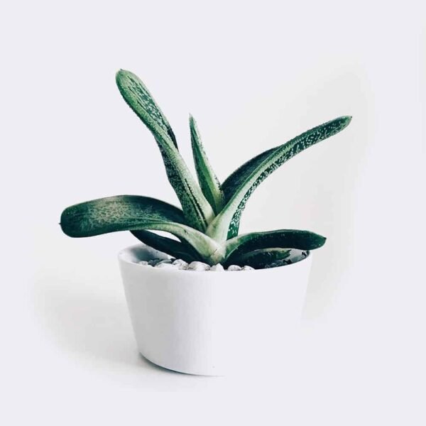 plant3-free-img Boncellensis Secullant